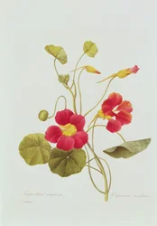 Nasturtium